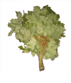 Веник дубовый со зверобоем в упаковке